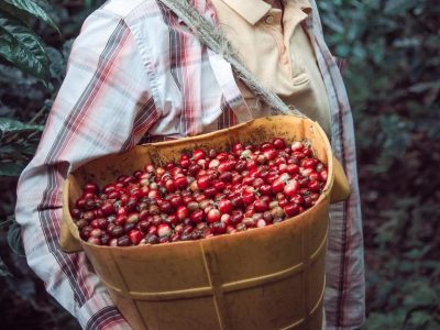 disparo-vertical-hombre-hispano-que-lleva-canasta-granos-cafe-rojo-cereza_181624-57481